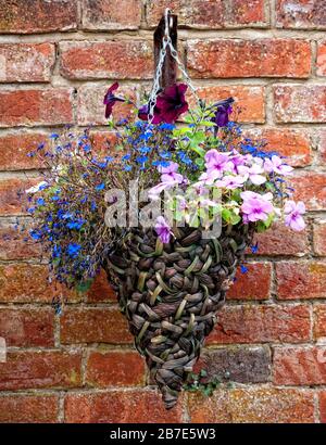 Hanging basket against a brick wall, containing bidens, geraniums ...