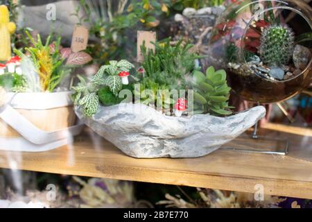Florarium in the small garden shop window. There are plants planted on glass lantern and rock. Close up. Stock Photo