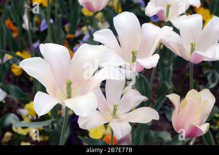 Tulips on Pearl Street Mall in Downtown Boulder. This is part of an annual spring event Stock Photo