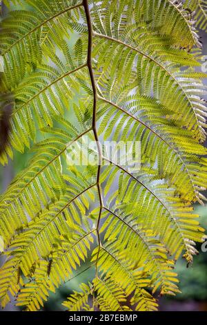 The giant tree fern of New Zealand. The fern symbolizes new life, growth, strength and peace and is used as a symbol of New Zealand flora and tourism. Stock Photo