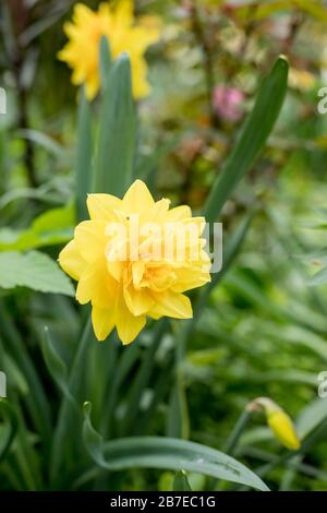 Narcissus, golden ducat in garden.Narcissus golden ducat, double daffodil a popular hybrid specie in horticulture, Decorative garden plants, Nature Stock Photo
