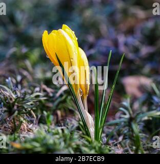 The first yellow crocuses with raindrops in the spring garden. Botanical concept Stock Photo