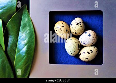?n a blue trendy background, quail eggs in a gray, silver frame. Green leaves. Trendy color background. Close up. Copy space Stock Photo