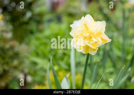 Yellow daffodils in full bloom on nature background, close up.White flower of daffodil ,Narcissus, cultivar Obdam from Double Group,Blooming daffodils Stock Photo
