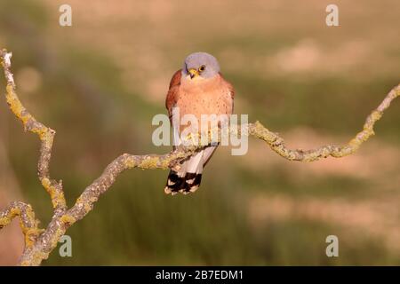 Male of Lesser kestrel, falcons, kestrel, birds, Falco naumanni Stock Photo