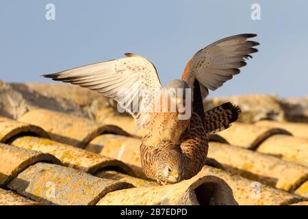 Male and female of Lesser kestrel in mating season, Falco naumanni Stock Photo