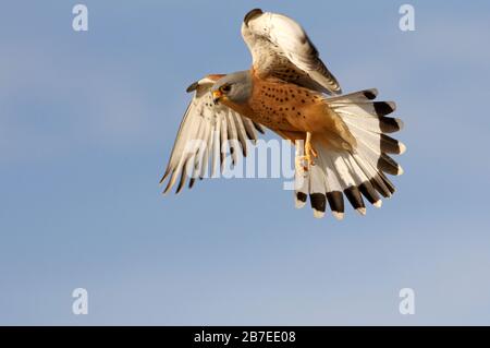 Male of Lesser kestrel flying, falcons, birds, kestrel, Falco naunanni Stock Photo