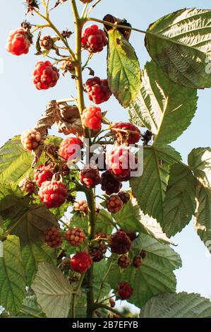 raspberries on a bush in the summer in the sun. Bottom view. Macro photo. Stock Photo