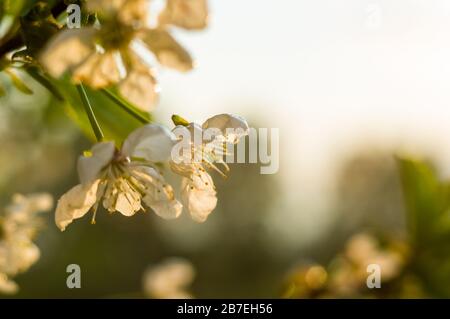 Background blooming beautiful white cherries in raindrops on a sunny day in early spring close up Stock Photo