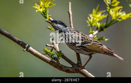 Blackpoll Warbler  (Setophaga striata) Stock Photo