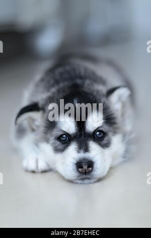 Closeup shot of a cute miniature Siberian husky sitting on the ground with a blurred background Stock Photo