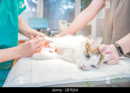 cat on surgical table during castration in veterinary clinic. Blurred Stock Photo