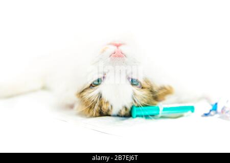 cat on surgical table during castration in veterinary clinic. Blurred Stock Photo