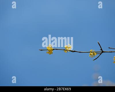 Close up of yellow blossoms against blue sky Stock Photo