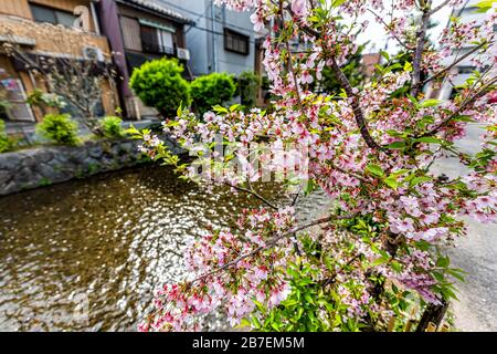 Kyoto kiyamachi-dori neighborhood area street in spring with Takase river canal water in Japan on sunny day with sakura cherry blossom petals flowers Stock Photo