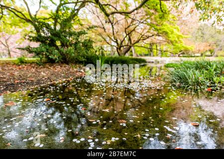 Kyoto Gyoen Japan near Imperial Palace in Kyotogyoen with low angle closeup view of puddle reflection and floating cherry blossom petals Stock Photo