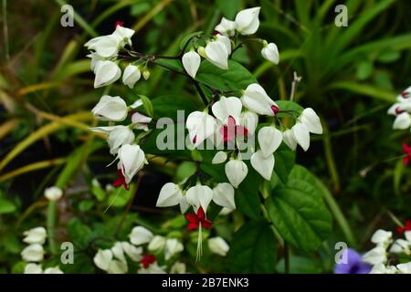 India, Karnataka, New Mangalore - December 30 2019 - A white Indian flower Stock Photo