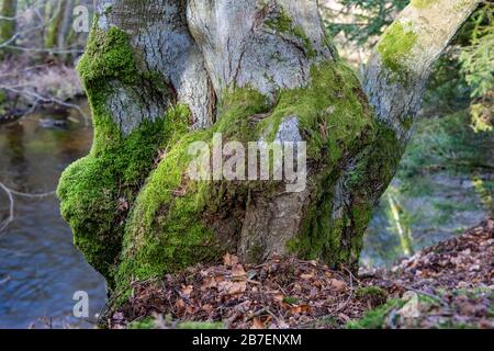 Deformed deciduous tree trunk. Moss growing on the bark of a tree. Spring season. Stock Photo