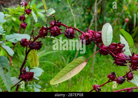 India, Karnataka, New Mangalore - December 30 2019 - Particular thorny Indian berries Stock Photo