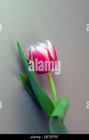 One pink Tulip on a light grey background close- up. Stock Photo