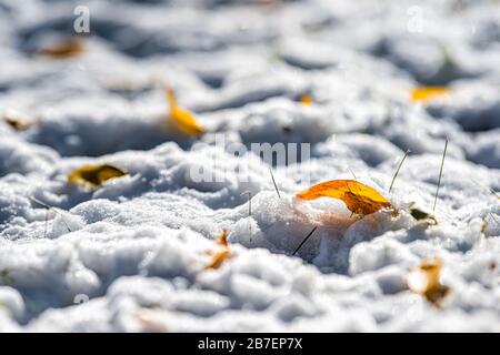 Aspen yellow leaves macro closeup on snow in Colorado with sparkles shine low angle view and shadow autumn foliage after snowfall Stock Photo