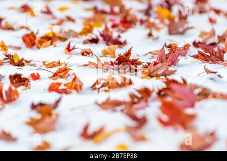 Red dry maple leaves on snow in Colorado, USA autumn vibrant colorful foliage after snowfall on ground closeup Stock Photo