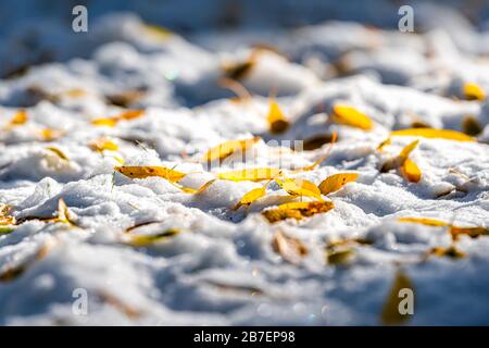 Aspen yellow leaves closeup on snow in Colorado with sparkles shine low angle view and shadow autumn foliage after snowfall Stock Photo