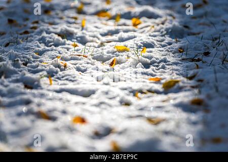 Aspen yellow leaves on snow in Colorado with sparkles shine low angle view and shadow autumn foliage after snowfall Stock Photo