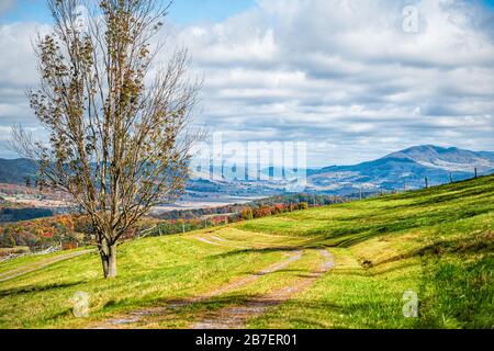 Autumn tree with dirt road path to meadow farm rolling hills landscape in Monterey and Blue Grass, Highland County, Virginia Stock Photo