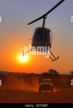 A silhouetted Robinson R22 mustering helicopter at sunset, flying over a vehicle with a dust plume behind it. Stock Photo