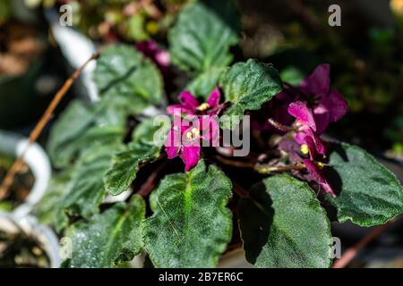 Macro closeup of purple African violet purple flower showing detail and texture indoor potted house plant with dark background Stock Photo