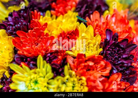 Multi colored red orange yellow purple daisies in bouquets macro closeup pattern Stock Photo