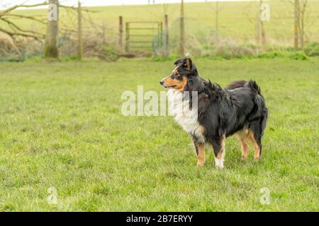 Shetland Sheepdog out for a walk Stock Photo