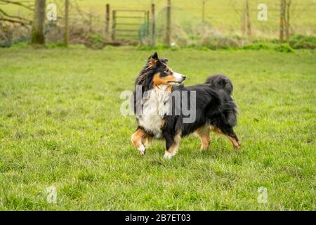 Shetland Sheepdog out for a walk Stock Photo