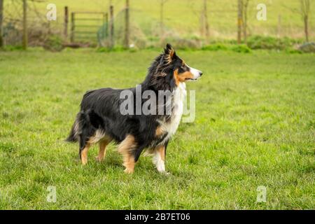 Shetland Sheepdog out for a walk Stock Photo