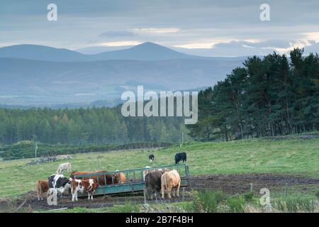 A View of Rural Aberdeenshire Looking South Towards Mount Keen, With Cattle Grouped Around a Feeder in the Foreground. Stock Photo