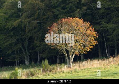 A Rowan Tree (Sorbus Aucuparia) Bearing Bright Scarlet Fruits Standing Beside a Fence in an Area of Wildlife Habitat Stock Photo