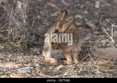 Desert Cottontail Rabbit, Nevada Stock Photo