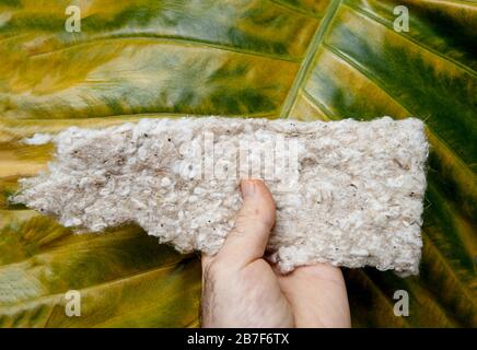 Male hand holding against green leaf background organic unprecedented alliance of hemp, cotton and linen fibers, offering exceptional thermo-acoustic insulation Stock Photo