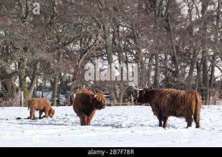 Two Highland Cows and A Calf in a Snowy Field in Glen Gairn in Aberdeenshire Stock Photo