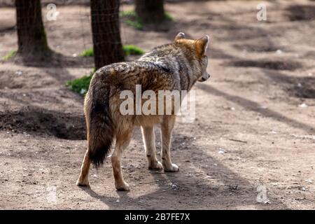 Eurasian wolf in a zoo in Hungary. Stock Photo