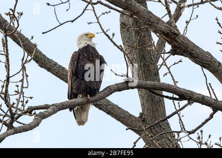 Bald Eagle sitting on branch Stock Photo