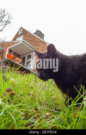 Picture of cat in backyard Stock Photo