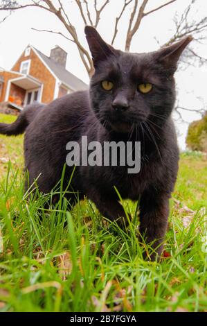 Picture of black cat playing around in grass. Stock Photo