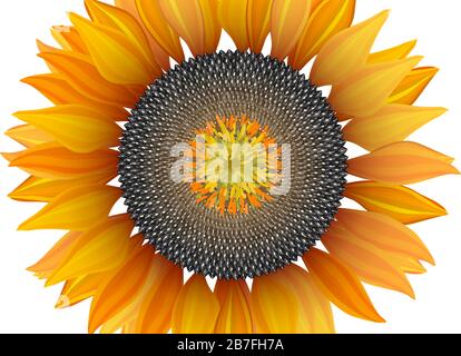 Bright sunflower on white background with clipping mask Stock Vector