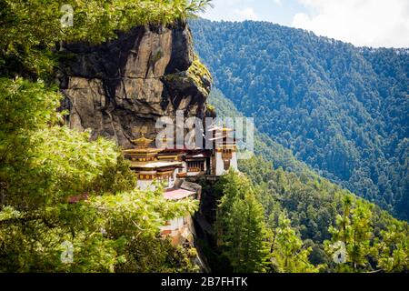 Paro Taktsang (Tiger's Nest) Monastery peeking out behind a pine tree on a cliffside above the valley in Paro, Bhutan Stock Photo