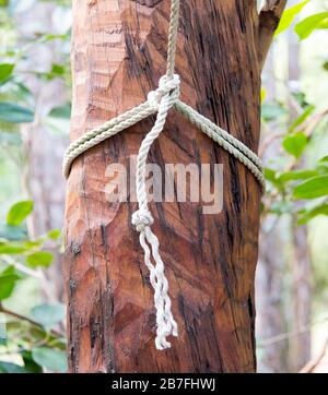 Knot on tree Stock Photo