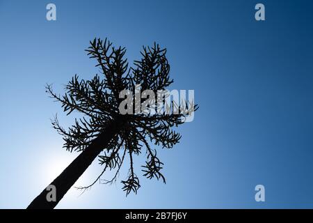 The araucaria is a typical tree in the mountains of Argentina and chile Stock Photo