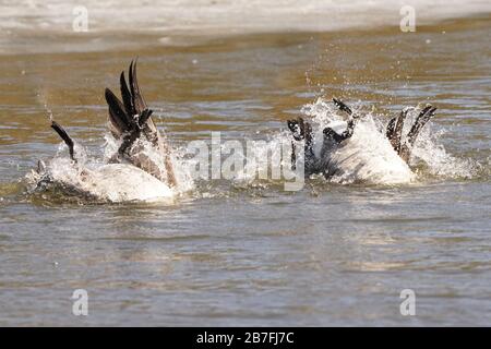 Canada Geese bathing upside down in lake Stock Photo