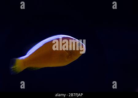 Orange Skunk Clownfish - (Amphiprion sandaracinos) Stock Photo